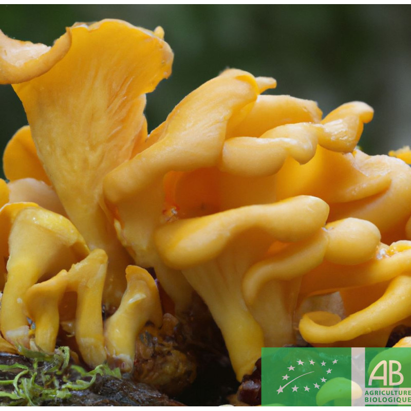 Kit Culture Pleurotes Jaunes - Nature Et Découvertes